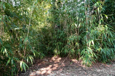 Site du Bourghail de Merignac (7).